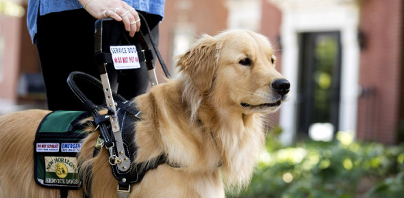 Do I Need A Service Dog? Quiz