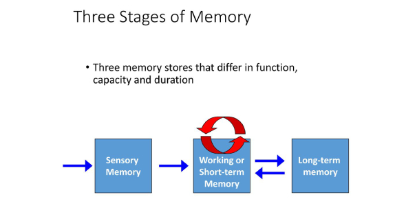 What Do You Know About Verbal Memory? - Quiz, Trivia & Questions