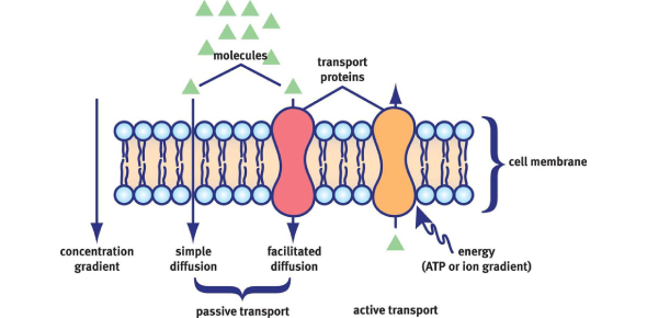 Cell Membrane And Transport MCQ Quiz With Answers - ProProfs Quiz