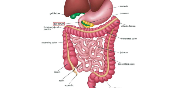 Human Body Stomach And Duodenum Quiz Proprofs Quiz Human Body Stomach And Duodenum Quiz Proprofs Quiz