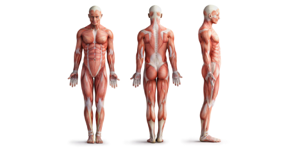 Which is the largest and the strongest bone in the human body?
 - ProProfs
