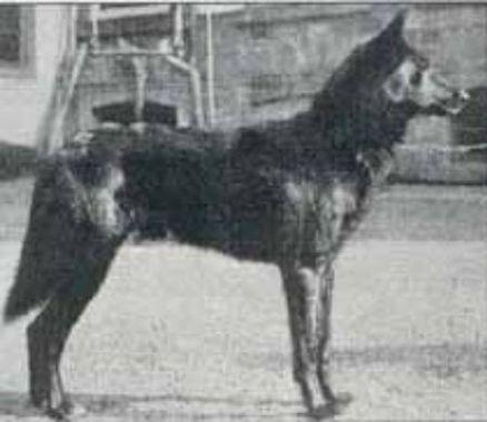 Canine Knowledge Test/(Test de Connaissance Canine)