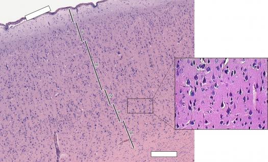 Recapitulation Of Histological Slides MCQ Test - ProProfs Quiz
