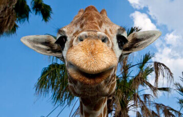 KO TU ZINI PAR DZĪVNIEKIEM?