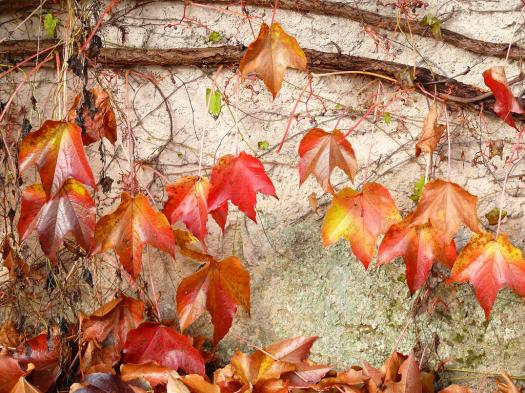 Pronominaladverbien Kontrolle