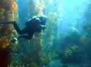 diver in kelp forest
