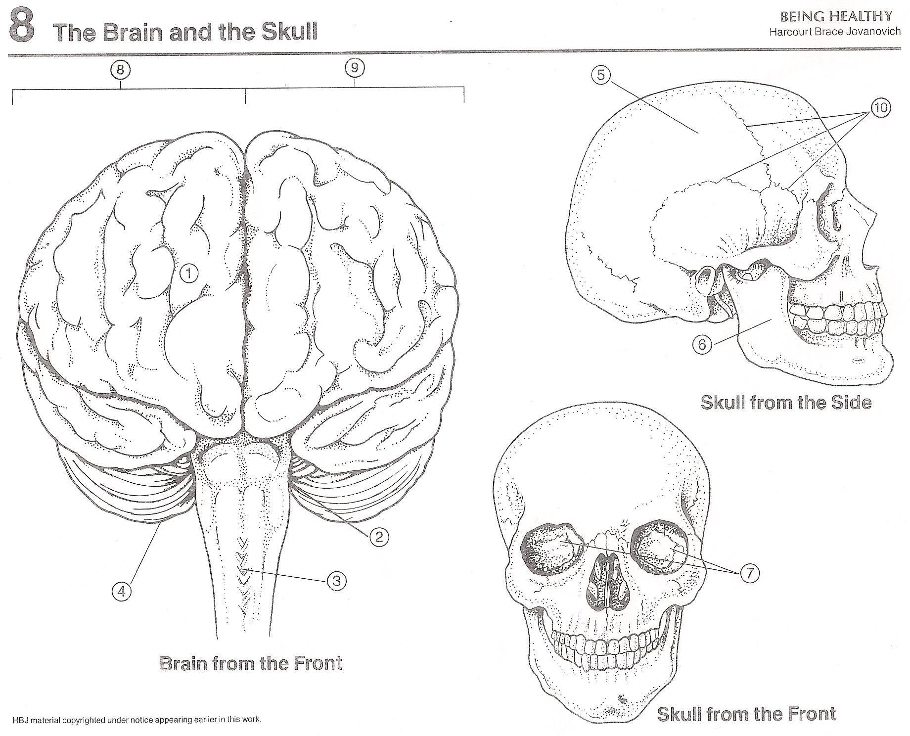 Brain and Skull