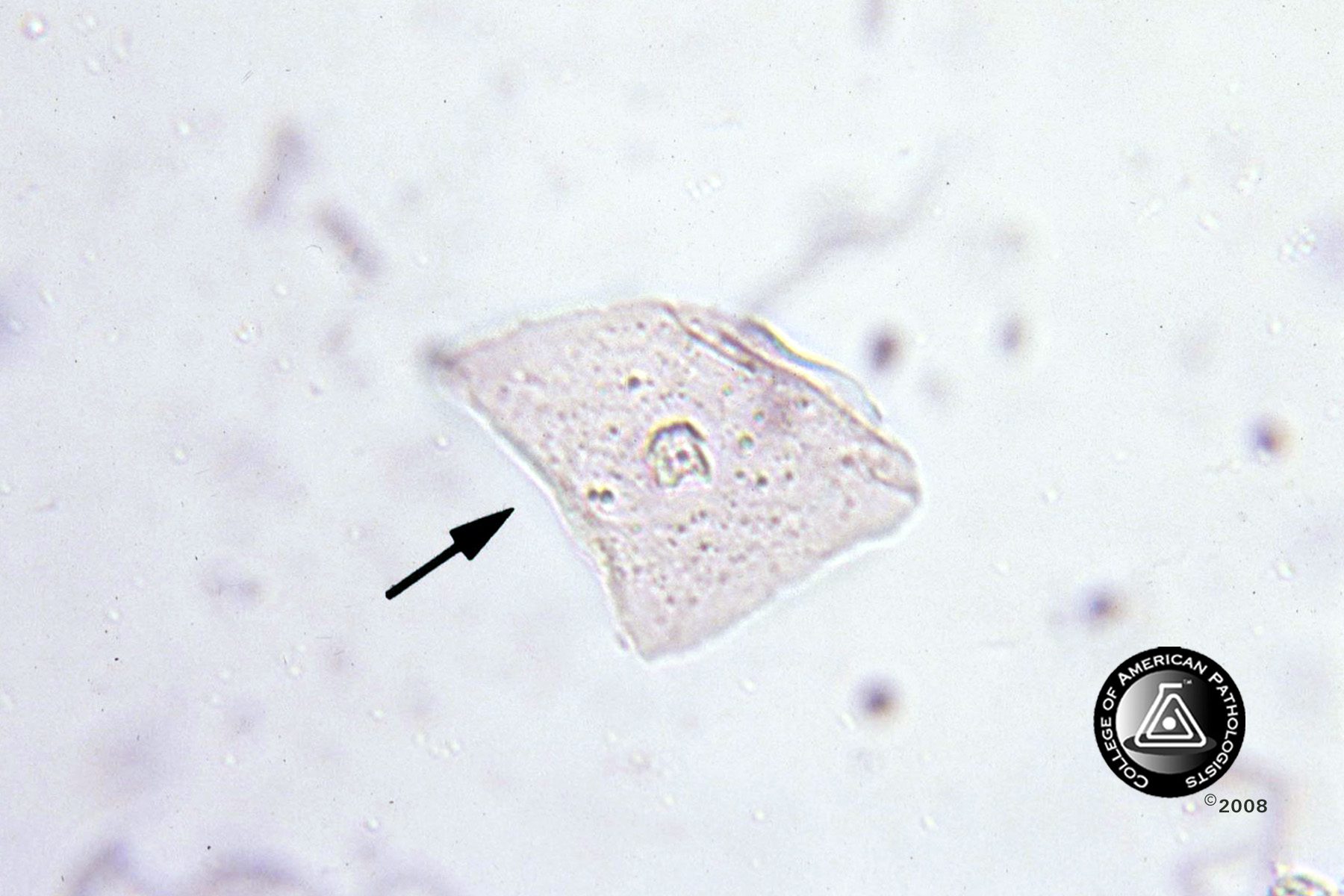2009 CMP-A-07
