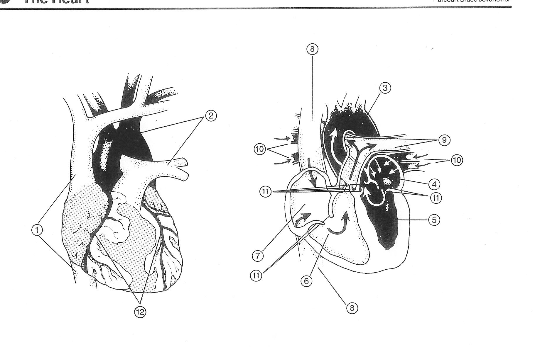 Heart