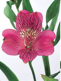 Alstroemeria