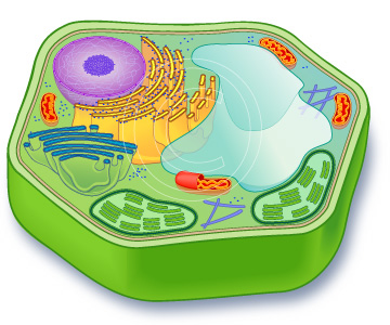 plant cell