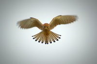 Photo by Philip Jefferies