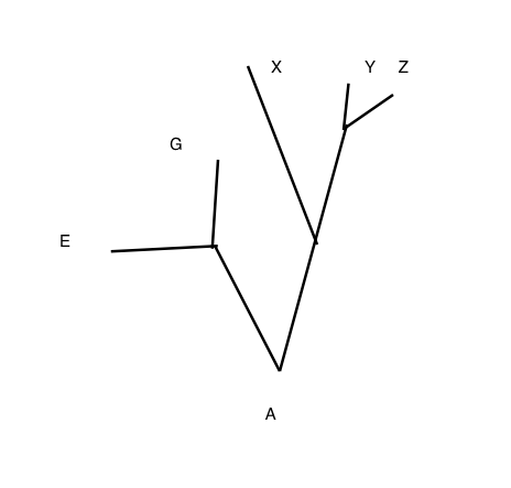Phylogenetic Tree