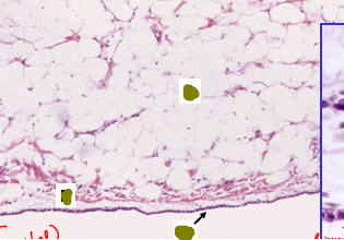What kind of cells are in this layer?