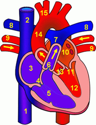 Heart