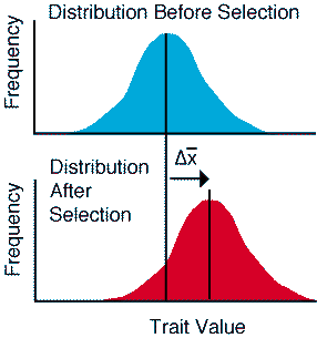 Selection Graph