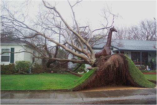 Tree on House