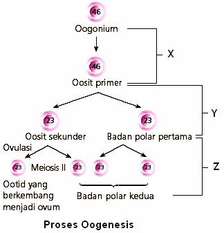 Spermatogenesis