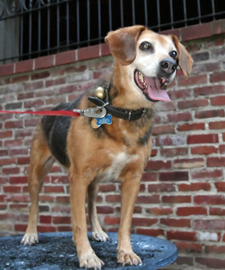 Which politician allegedly wanted this barking pooch taken care of?
