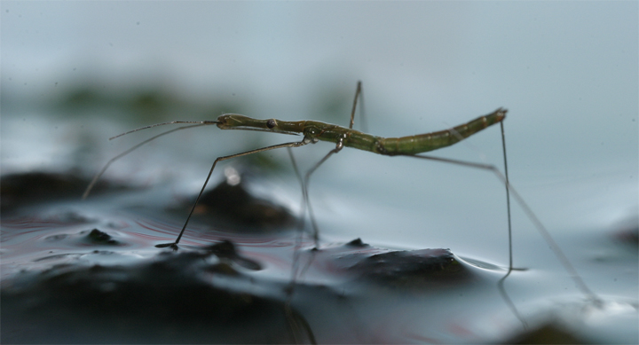 insect walking on water