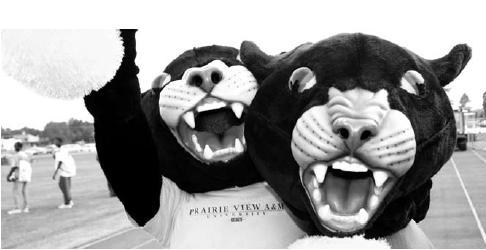 Panther Mascott