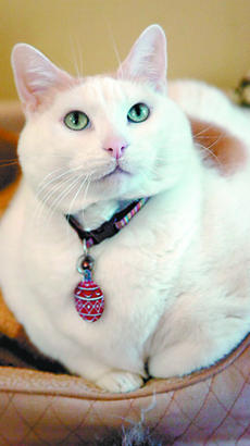 What is the name of this rather large feline?