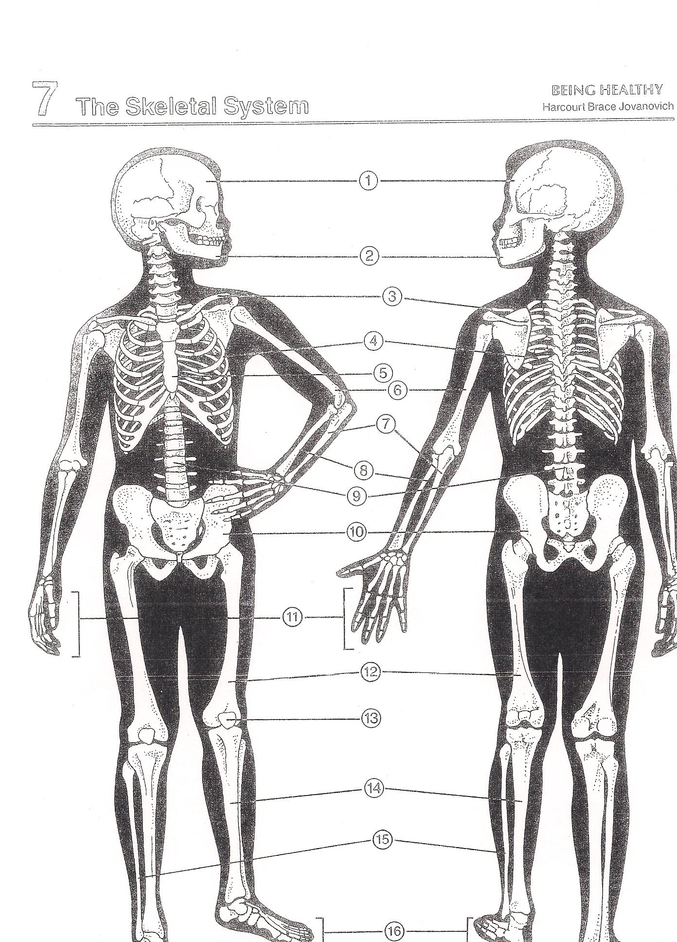 Skeletal
