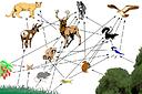 foodweb