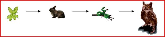 Food Chain