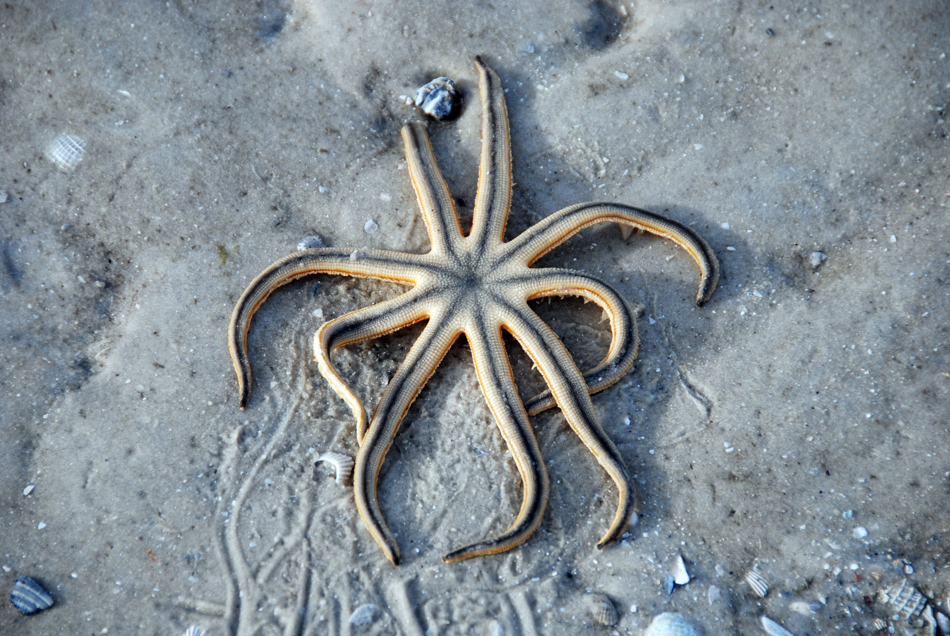 A starfish trapped on the beach in Florida. 