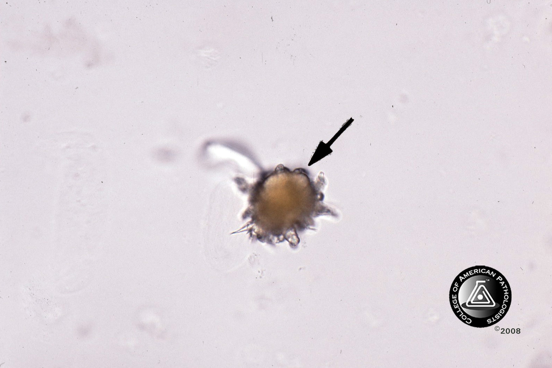2009 CMP-A-05