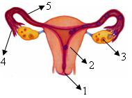 Reproduksi wanita