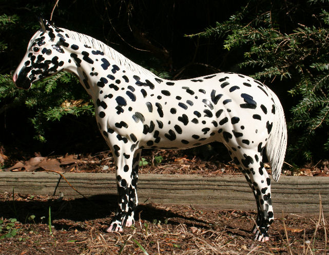 What Colored Appaloosa am I?