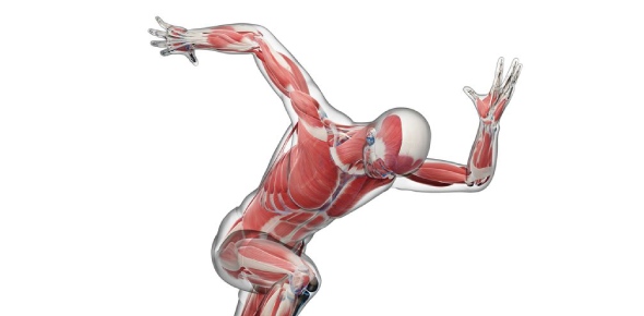 What is the role of a biomechanist?