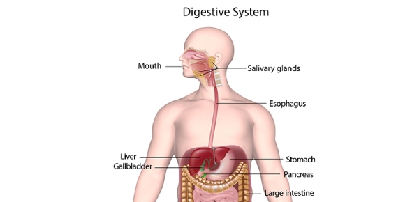 where does most digestion in the small intestine take place proprofs