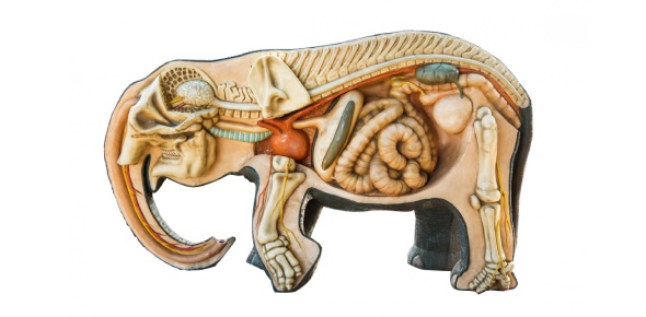 what are animals with no internal skeleton made of bone called
