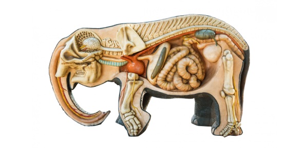 What are Animals with no internal skeleton made of bone called?