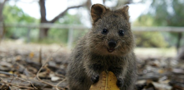 Can quokkas be kept as pets?