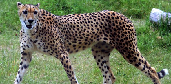 Do cheetahs kill humans? - ProProfs Discuss