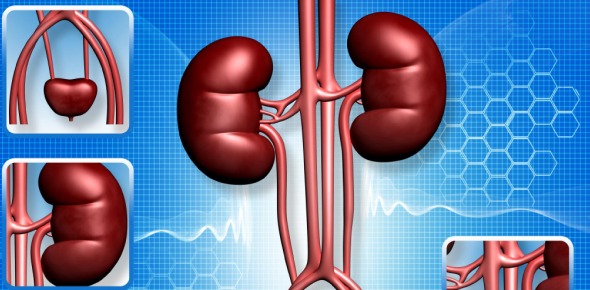 How many kidneys does a human being typically have? - ProProfs Discuss