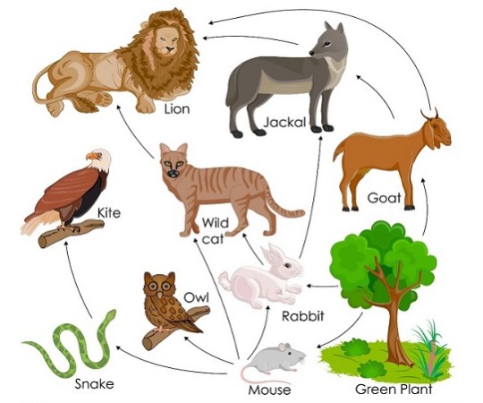 Arrange The Ecosystem Chain